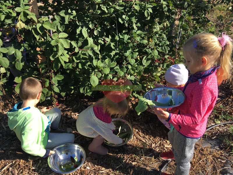 poznavanie jedleho lesa