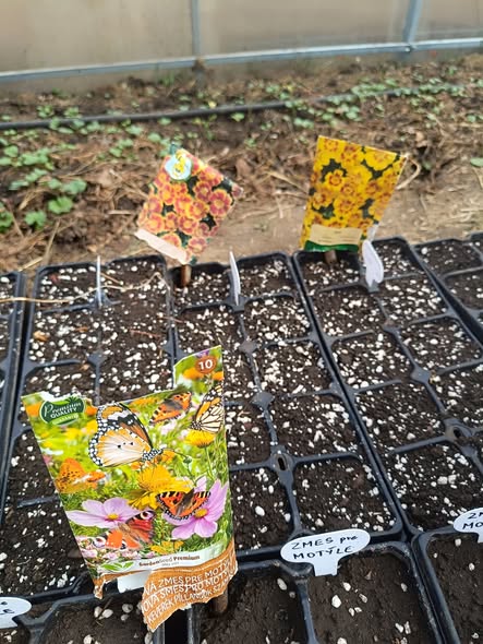 Mladé sadenice kapustovín v skleníku pripravené na výsadbu