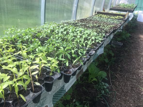 Výsev paradajok na parapete – mladé sadenice v substráte