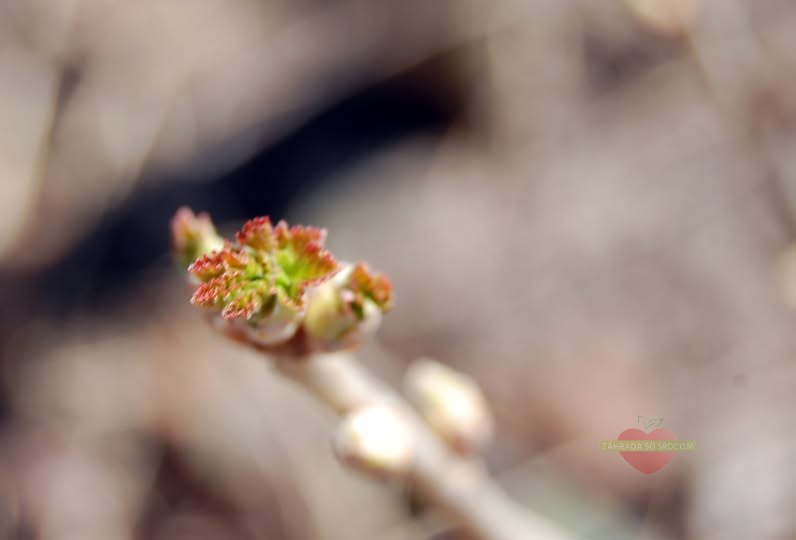 🌿 Jarné púčiky ríbezlí – malý poklad z rezu kríkov