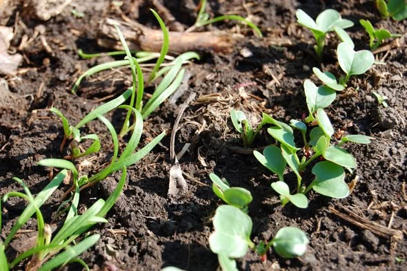 Prvé jarné výsevy na záhone – reďkovka a šalát v pôde