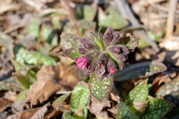 Kvety pľúcnika lekárskeho – ružové a modrofialové kvety na jednej rastline